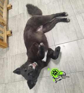 Sređen pas u Šapica Grooming salonu