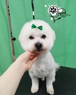 Sređen pas u Šapica Grooming salonu