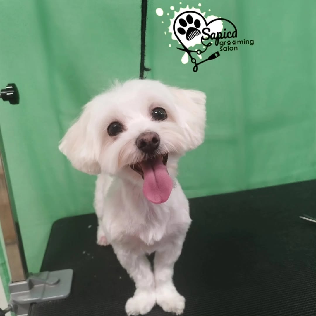 Sređen pas u Šapica Grooming salonu