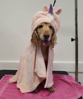 Sređen pas u Šapica Grooming salonu